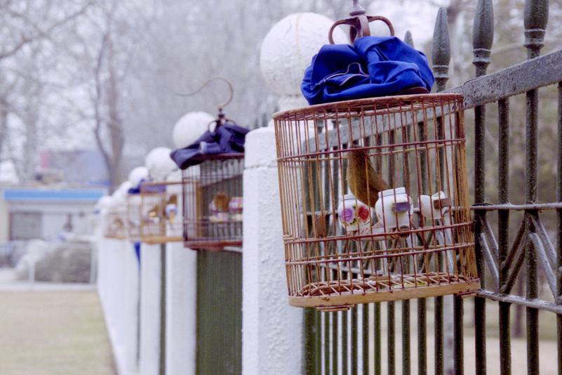 Des oiseaux en cage prennent l'air au parc Tiāntán.