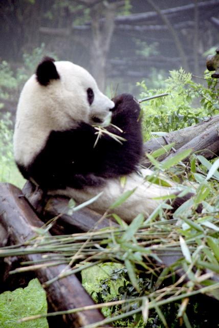 C'est l'heure du repas pour ce panda, au Centre de recherche sur le panda géant de Chéngdū.