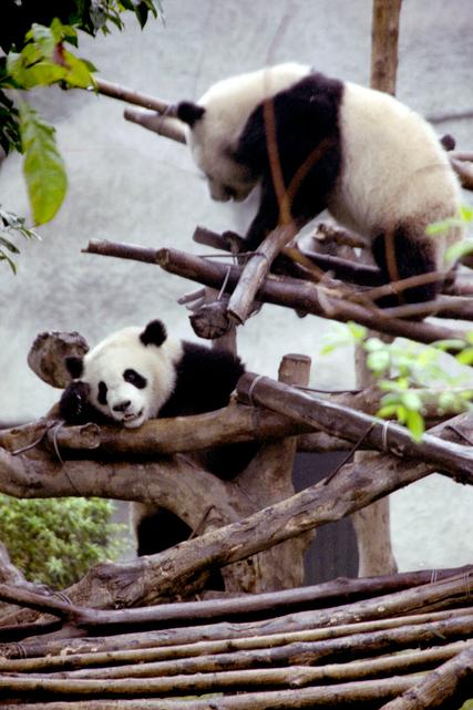 Deux pandas jouent au Centre de recherche sur le panda géant de Chéngdū.