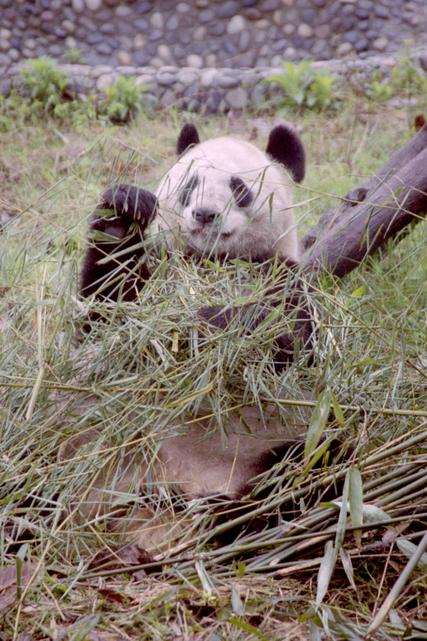 C'est l'heure du repas pour ce panda, au Centre de recherche sur le panda géant de Chéngdū.