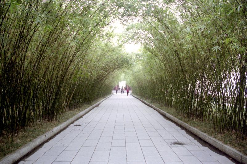 Une allée bordée de bambous au parc Wangjianglou.