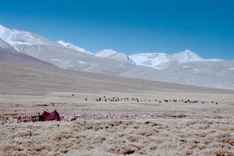 Un bouvier et son troupeau de yaks.
