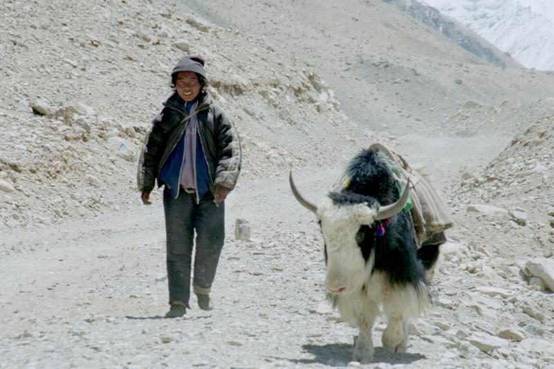 Un homme mène son yak sur un chemin de montagne.
