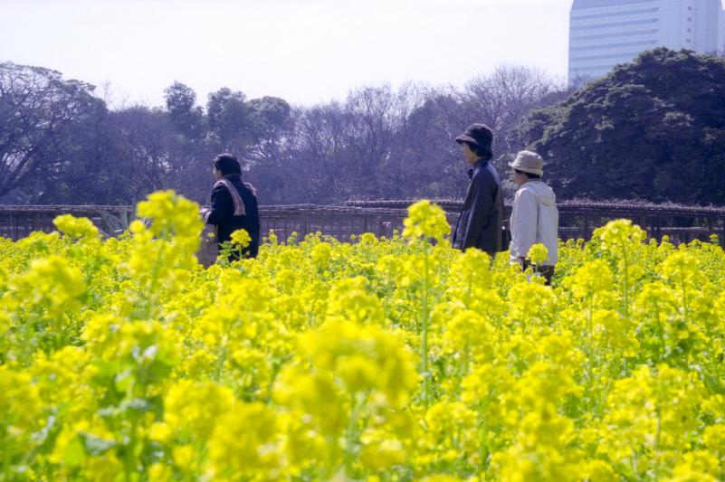 Des gens se promènent parmi les fleurs de canola au jardin Hama-Rikyū.