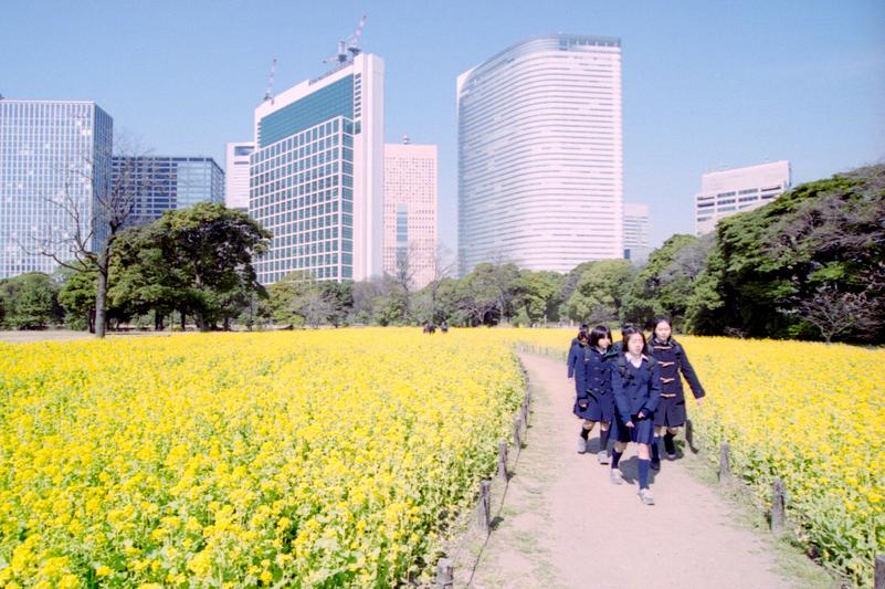 Des écolières traversent les fleurs de canola du jardin Hama-Rikyū.