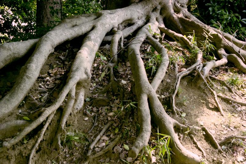 Des racines exposées au jardin Ninomaru.