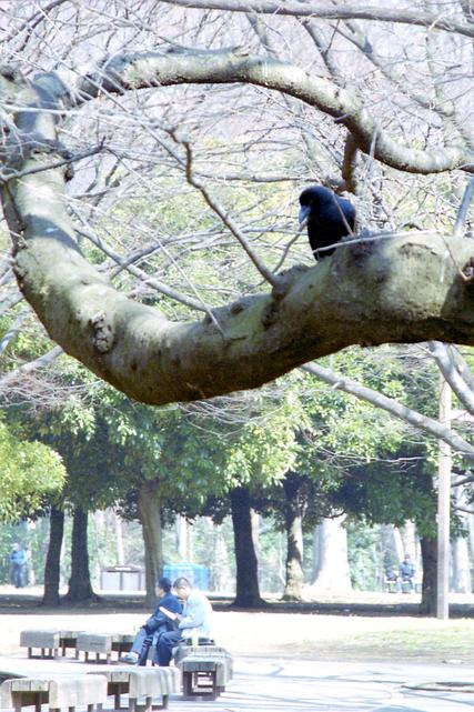 Une pause au parc Yoyogi.