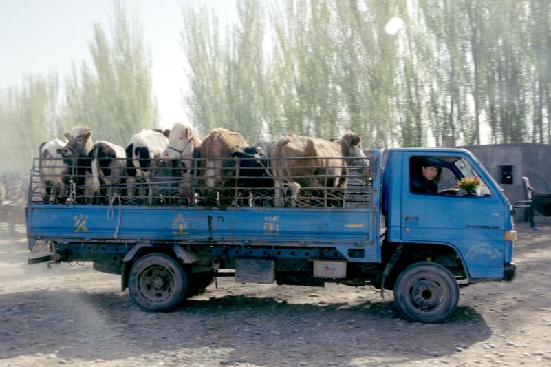 Un camion amène des vaches au marché aux animaux de Kashgar.
