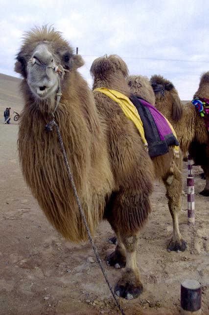 Des chameaux attendent les touristes, près des Grottes des mille Bouddhas de Bezeklik.