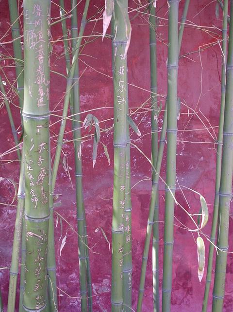 Graffitis sur des pousses de bambou