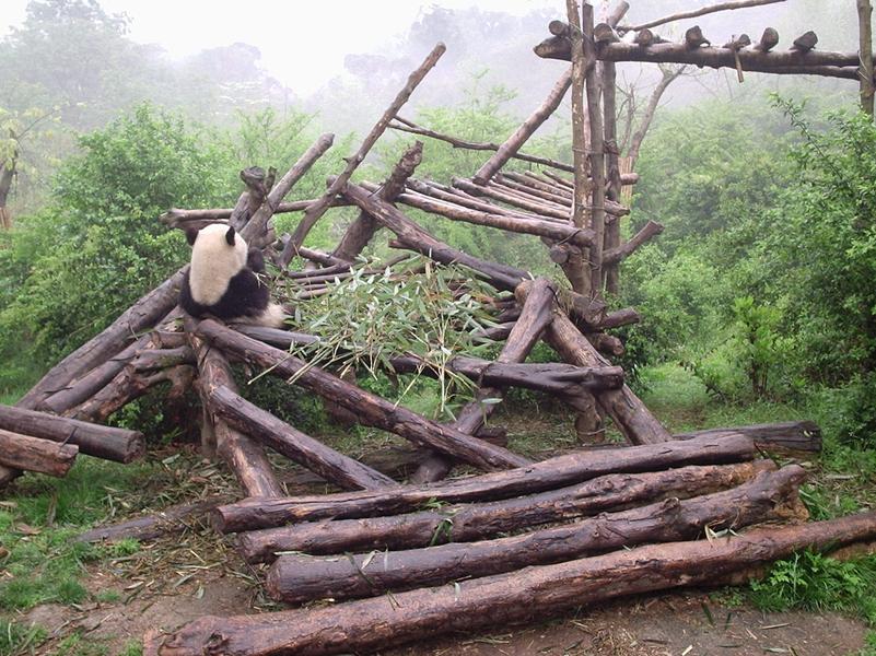 Ce panda géant savoure tranquillement quelques pousses de bambou.