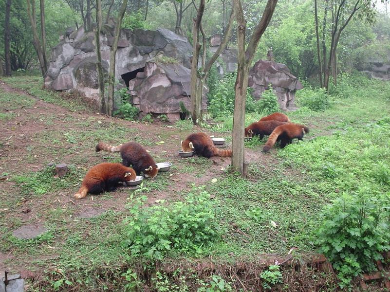C'est l'heure du repas pour ce groupe de pandas roux.